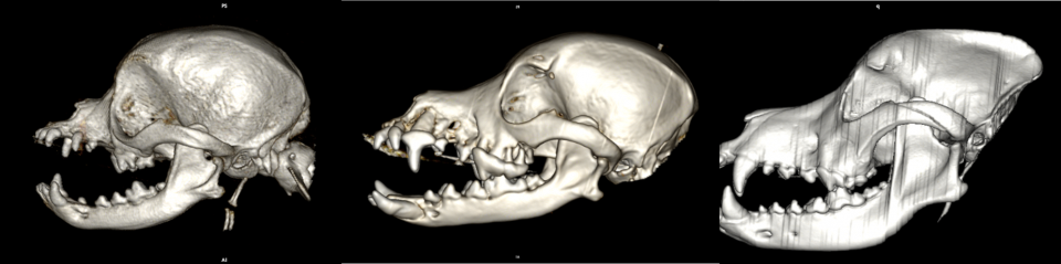 顎骨骨折 Fractures Of Maxilla Mandible 相川動物医療センター